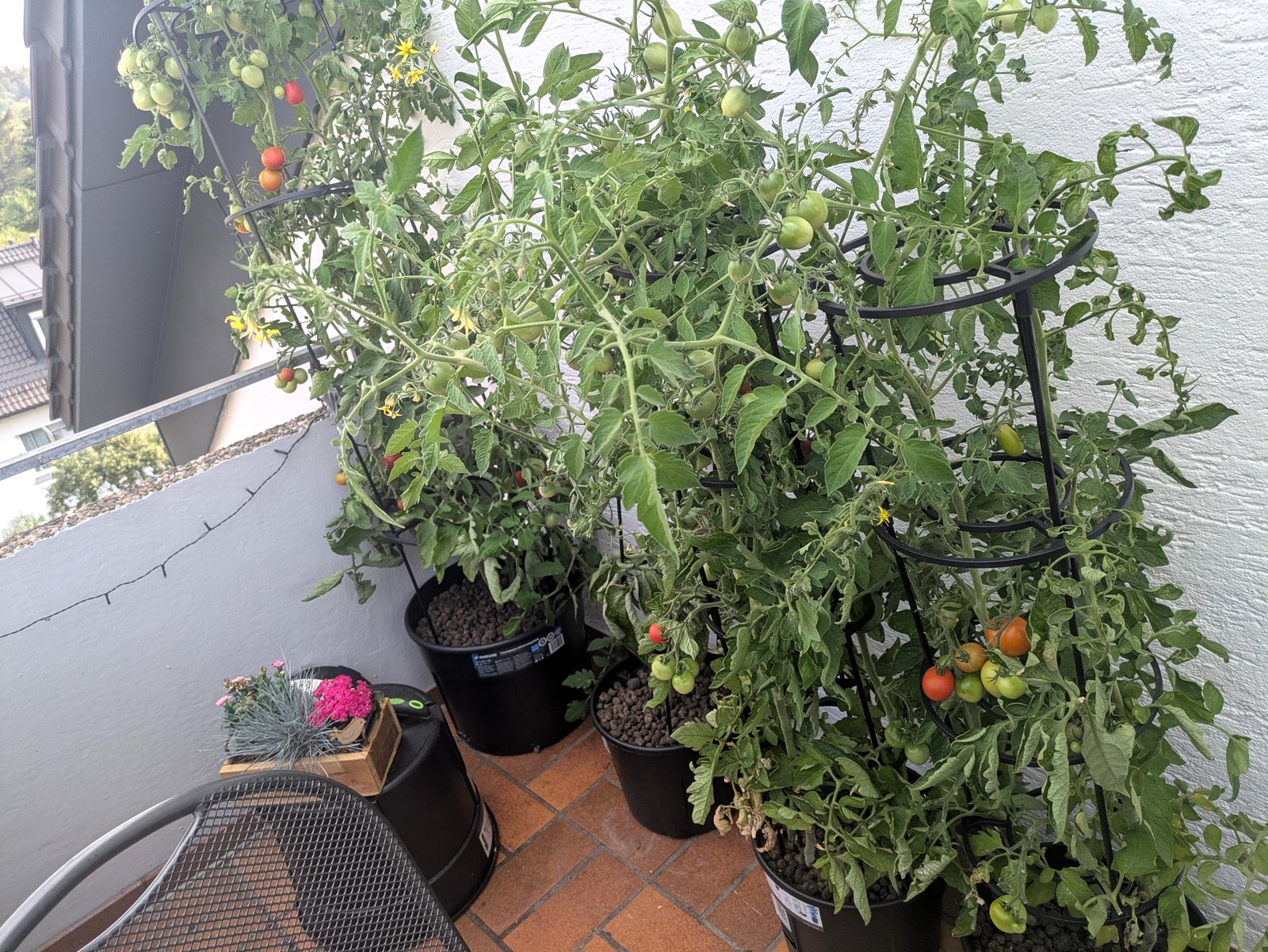 Tomatenstauden auf dem Balkon in Echterdingen