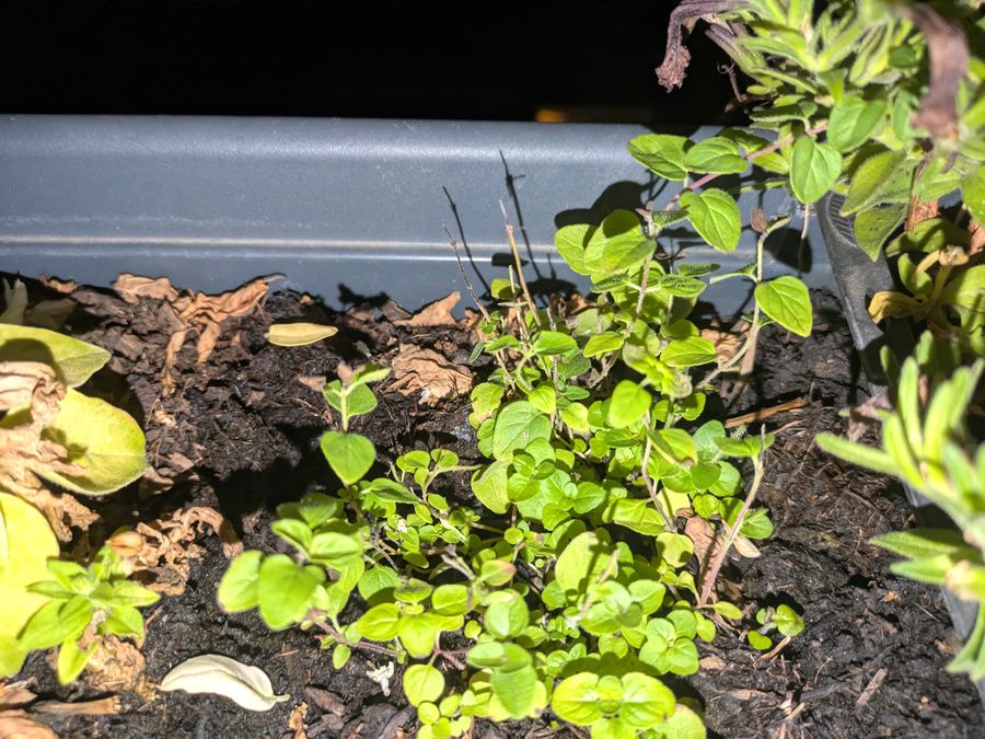 Oregano Thymian