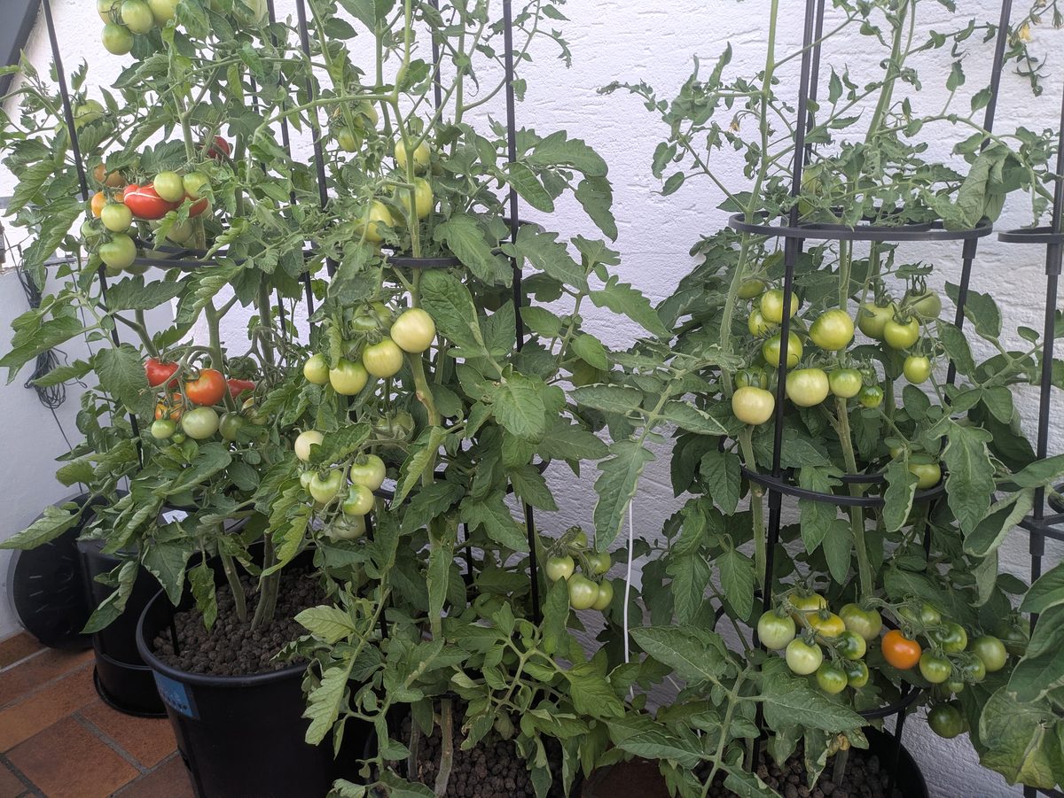 Vollhängende Tomatenrispen Balkon